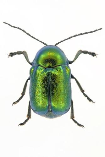 Réf. 308 977 : Cryptocephalus globicollis
